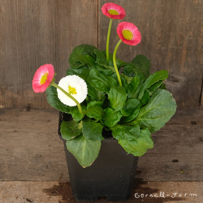 Bellis Bellissima Mix 4in