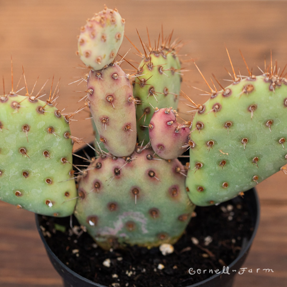 Opuntia 4in Dwarf Rita