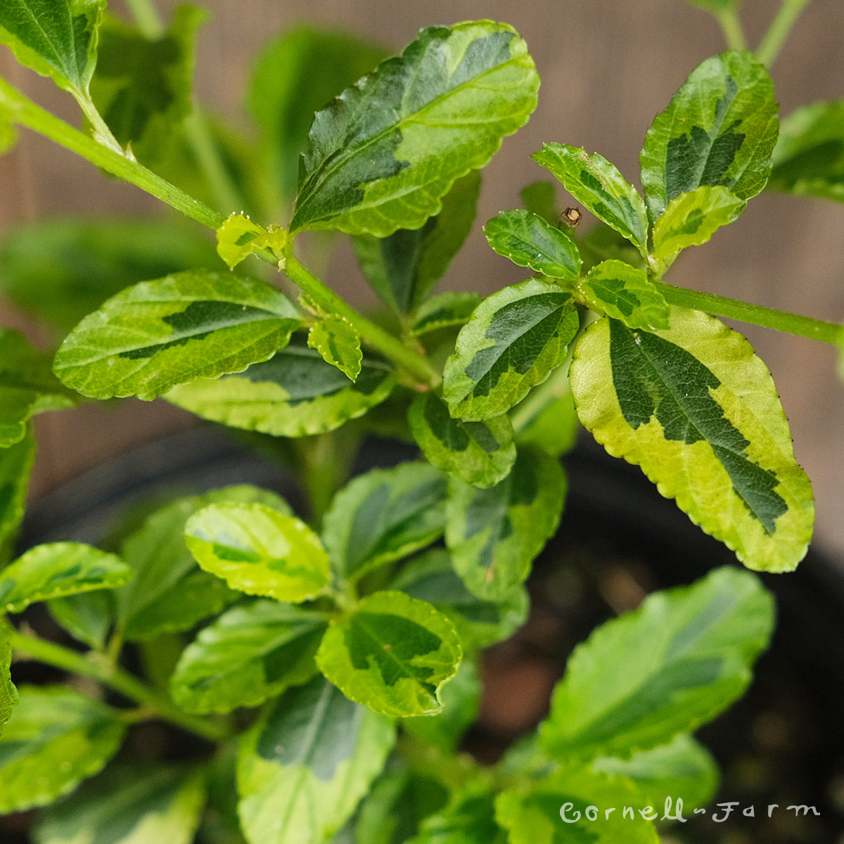 Ceanothus Lemon Ice 2gal California Lilac