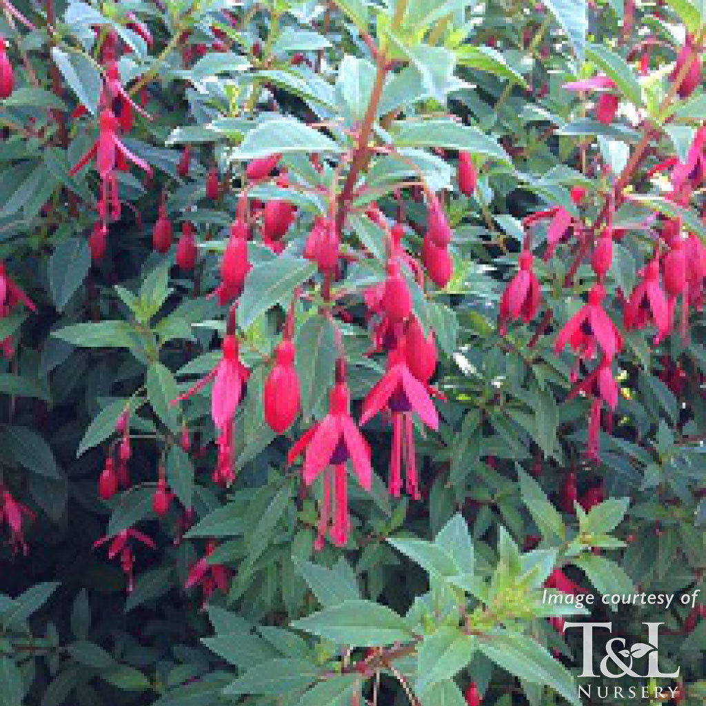 Fuchsia magellanica Little Giant 1gal