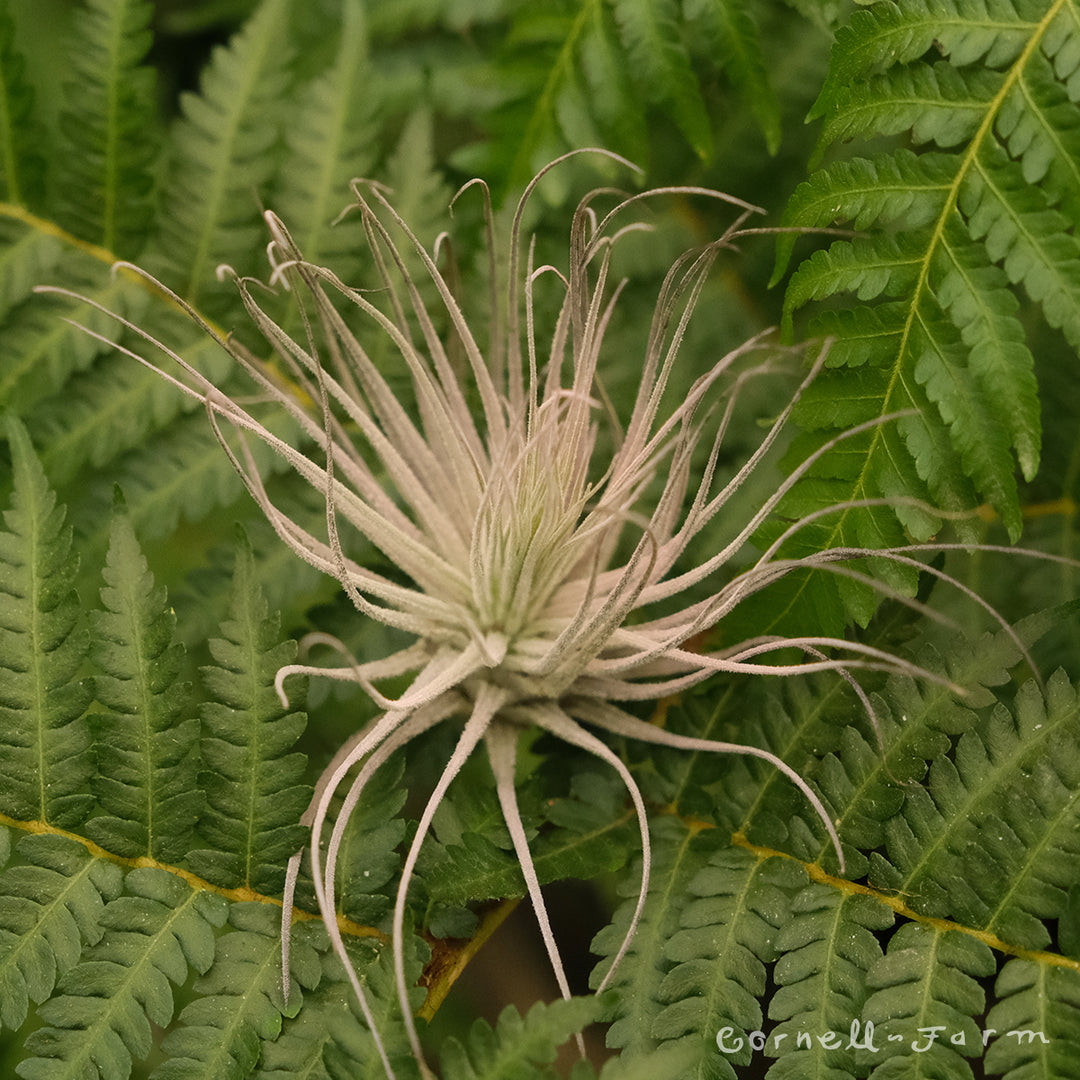 magnusiana air plant Tillandsia Magnusiana Pink – Cornell Farm