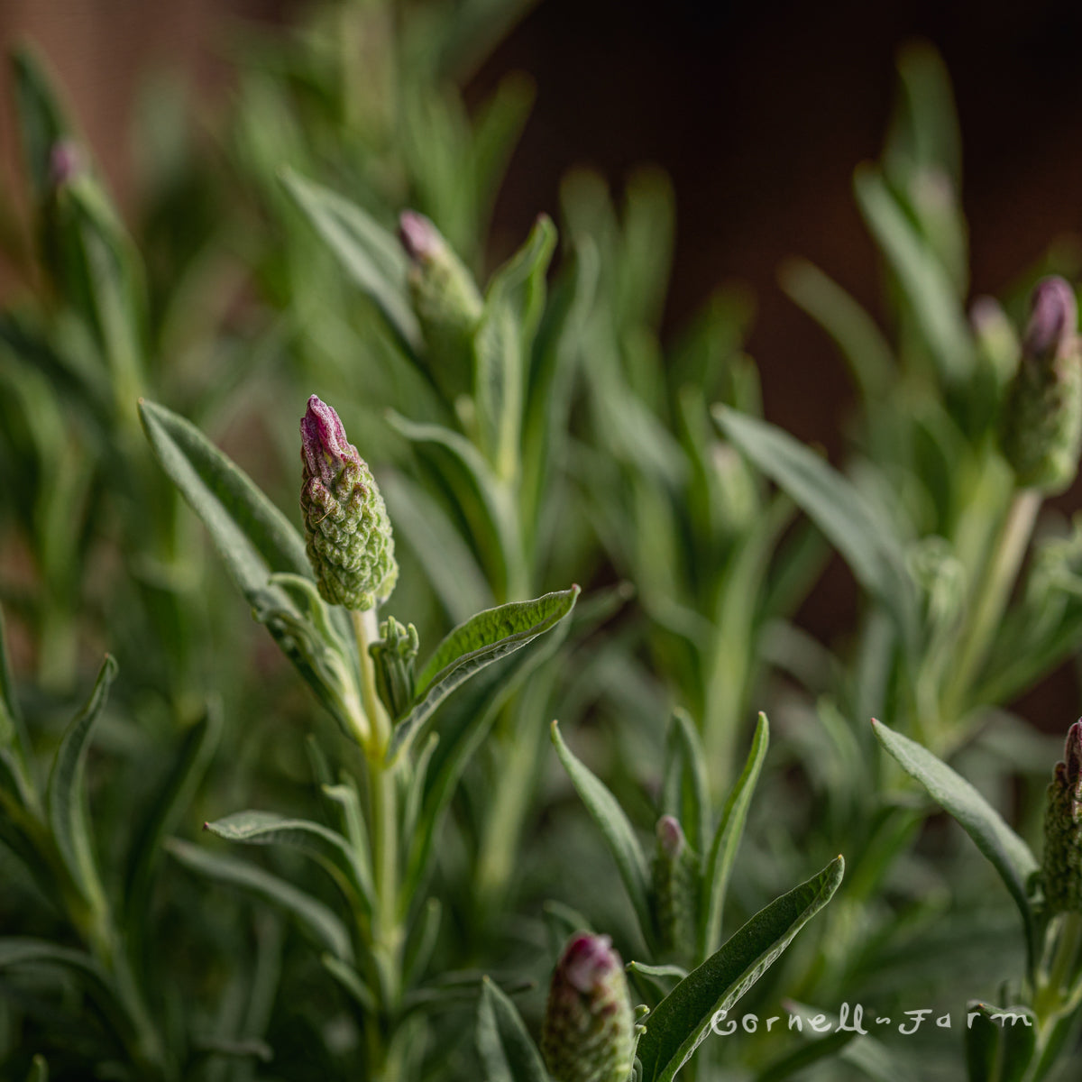 blueberry lavender plant Lavandula st Blueberry Ruffles 1gal Spanish Lavender