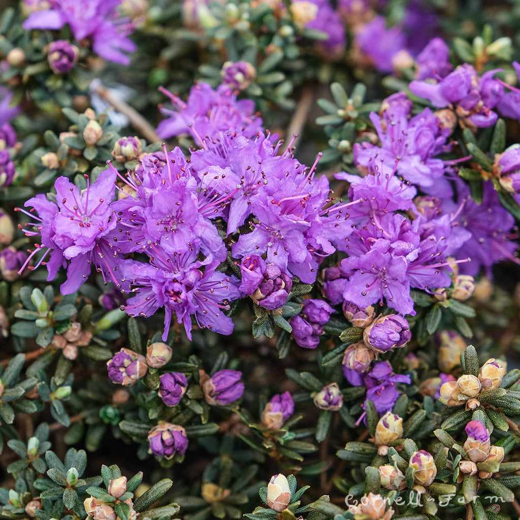 Rhododendron impeditum 1gal Dwarf – Cornell Farm