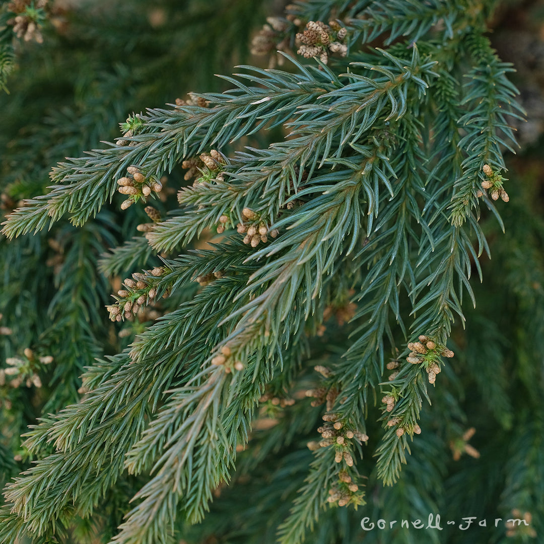 Cryptomeria j. Black Dragon 3gal – Cornell Farm