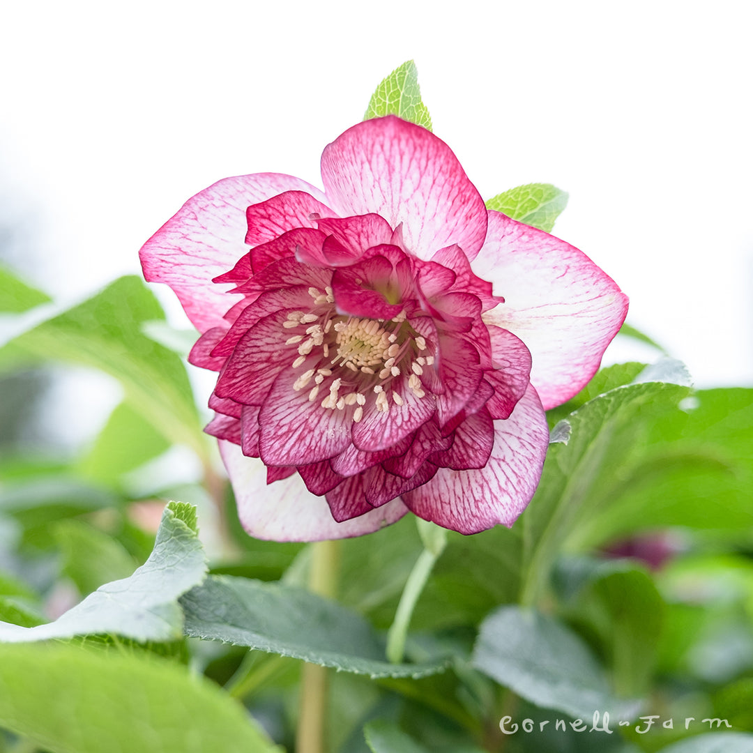 Helleborus Cherry Blossom WJ 1gal Winter Jewels – Cornell Farm