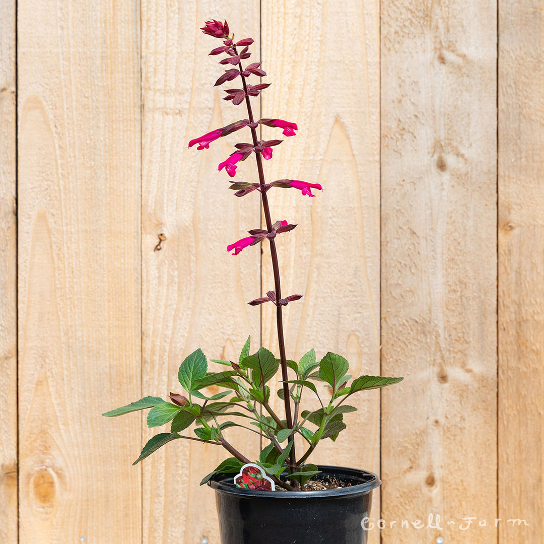 Salvia Skyscraper Dark Purple 2gal CF – Cornell Farm