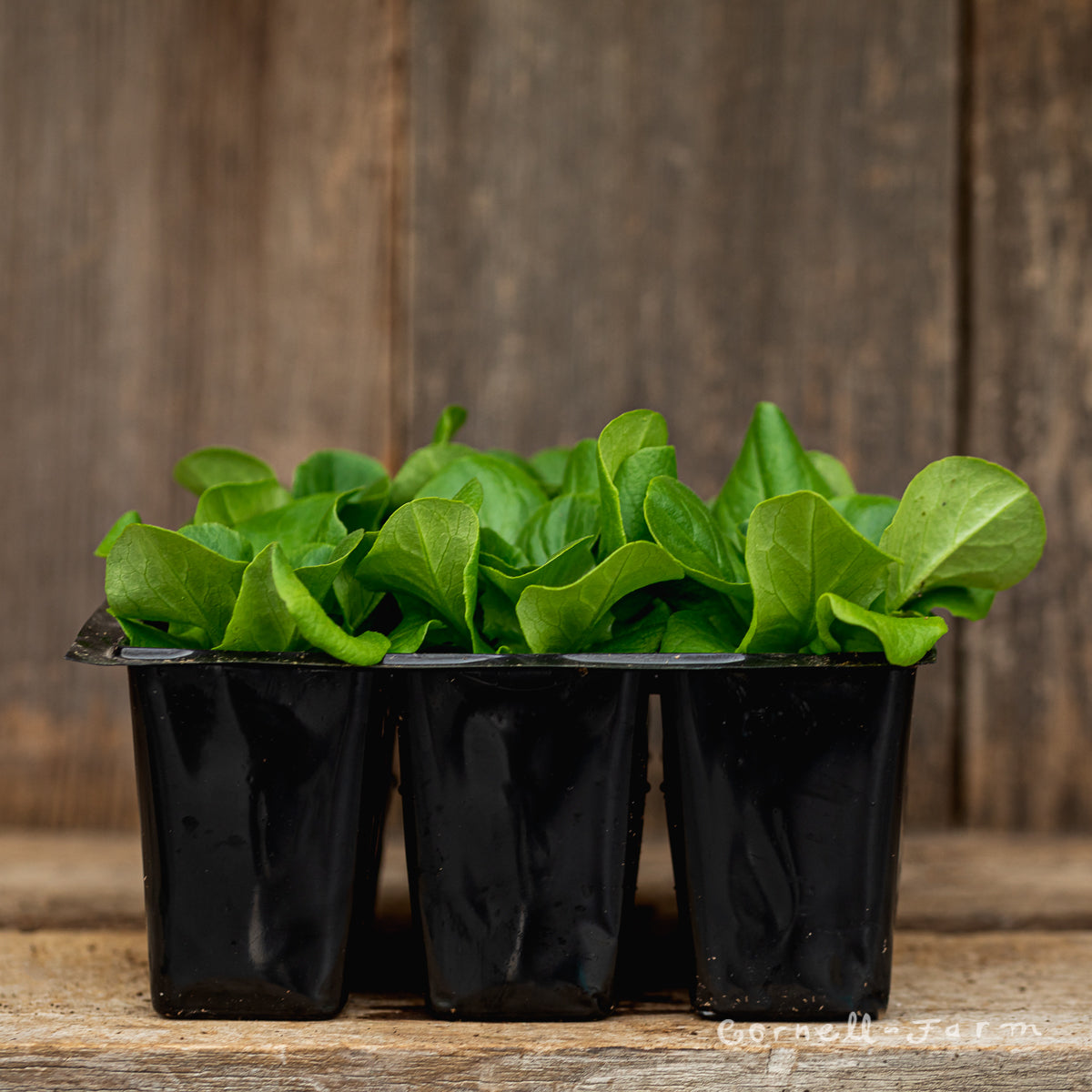 Lettuce Salanova Green Jumbo 6pk