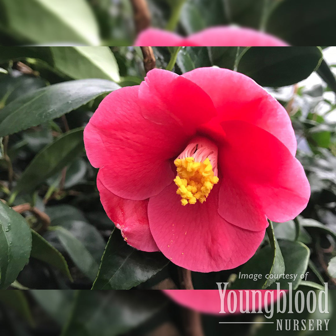 Camellia j. Unryu 10gal – Cornell Farm