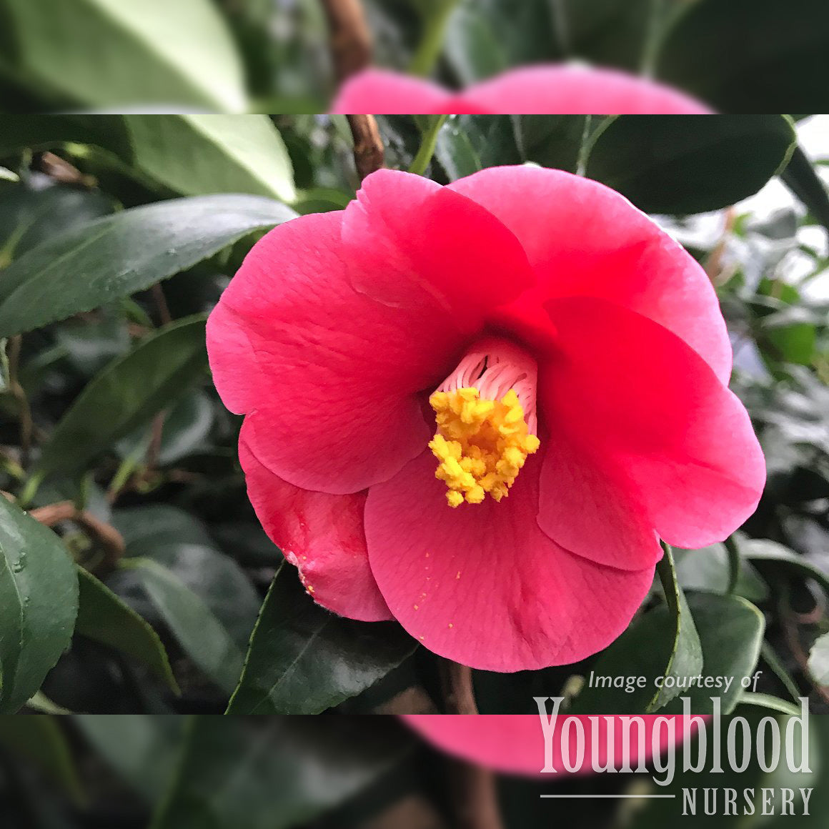 Camellia j. Unryu 10gal
