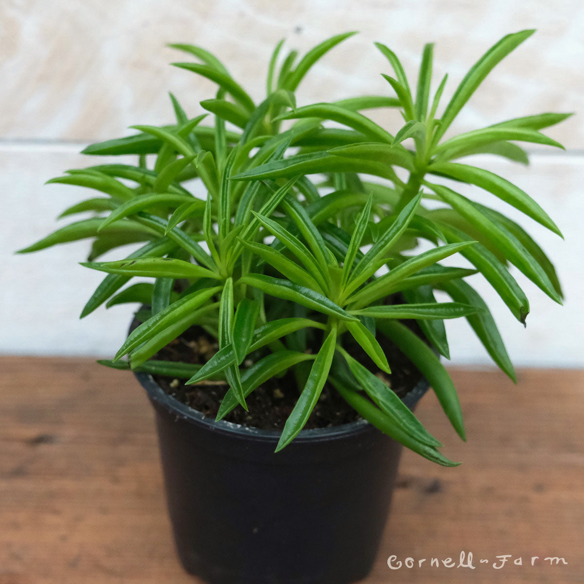 peperomia ferreyrae succulent Peperomia ferreyrae 4in Happy Bean – Cornell Farm