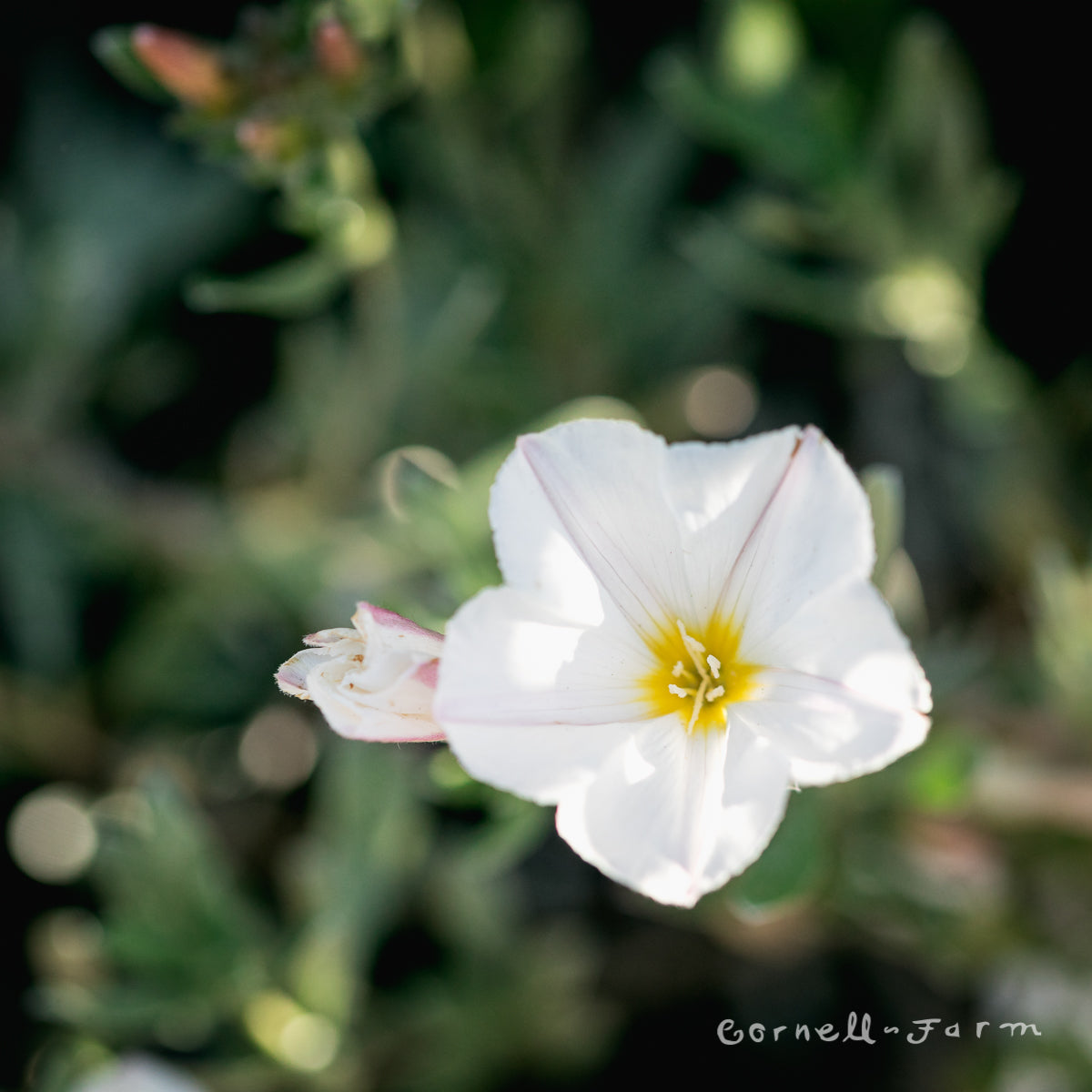 Convolvulus cneorum Silverbush Qrt.