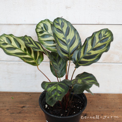 Calathea makoyana 4in Peacock Plant