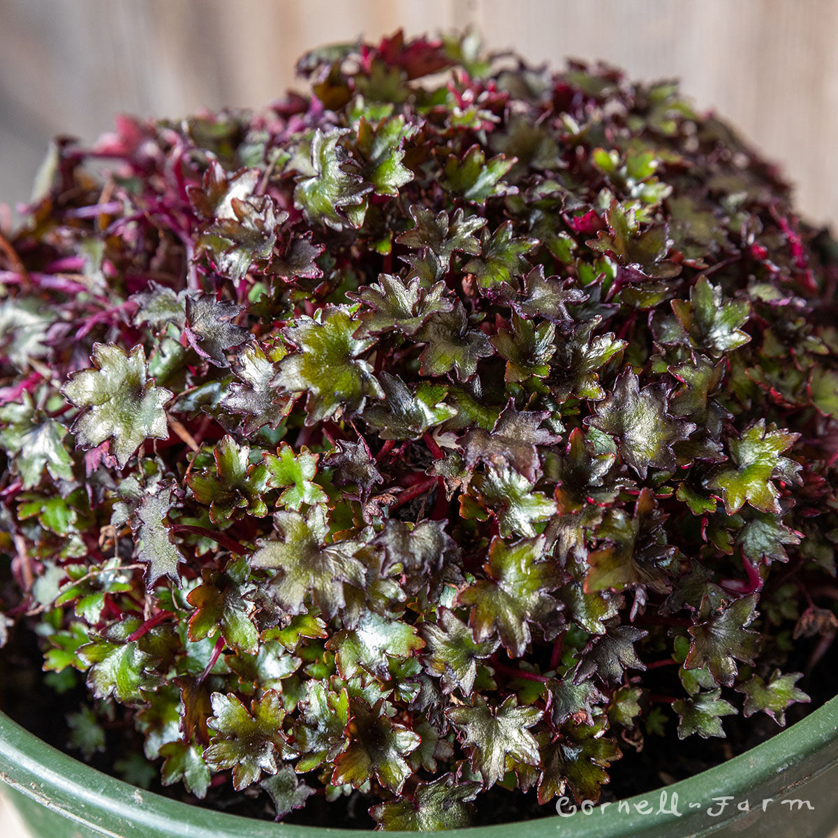 Saxifraga fortunei Pink Elf 1gal