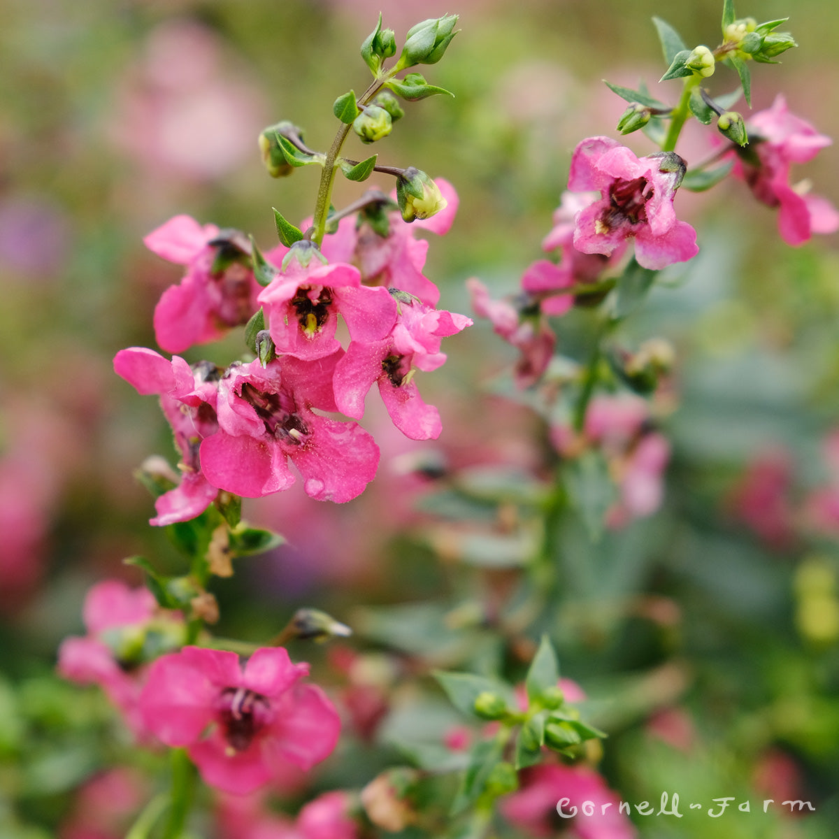 Angelonia Archangel Cherry Red 4.25in CF