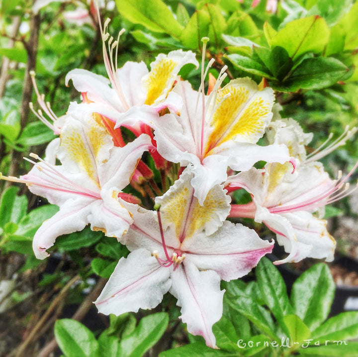 ꧁蝶よ花よ..恋桜.*ೄ ❀´-꧂ 専用✨calling❣️皇✨ Rhododendron occidentale 2gal. Western/California Azalea – Cornell