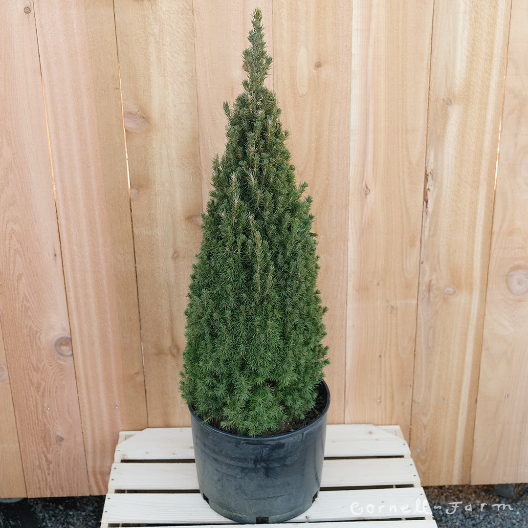 Picea glauca Jean's Dilly 3gal Dwarf Alberta Spruce – Cornell Farm