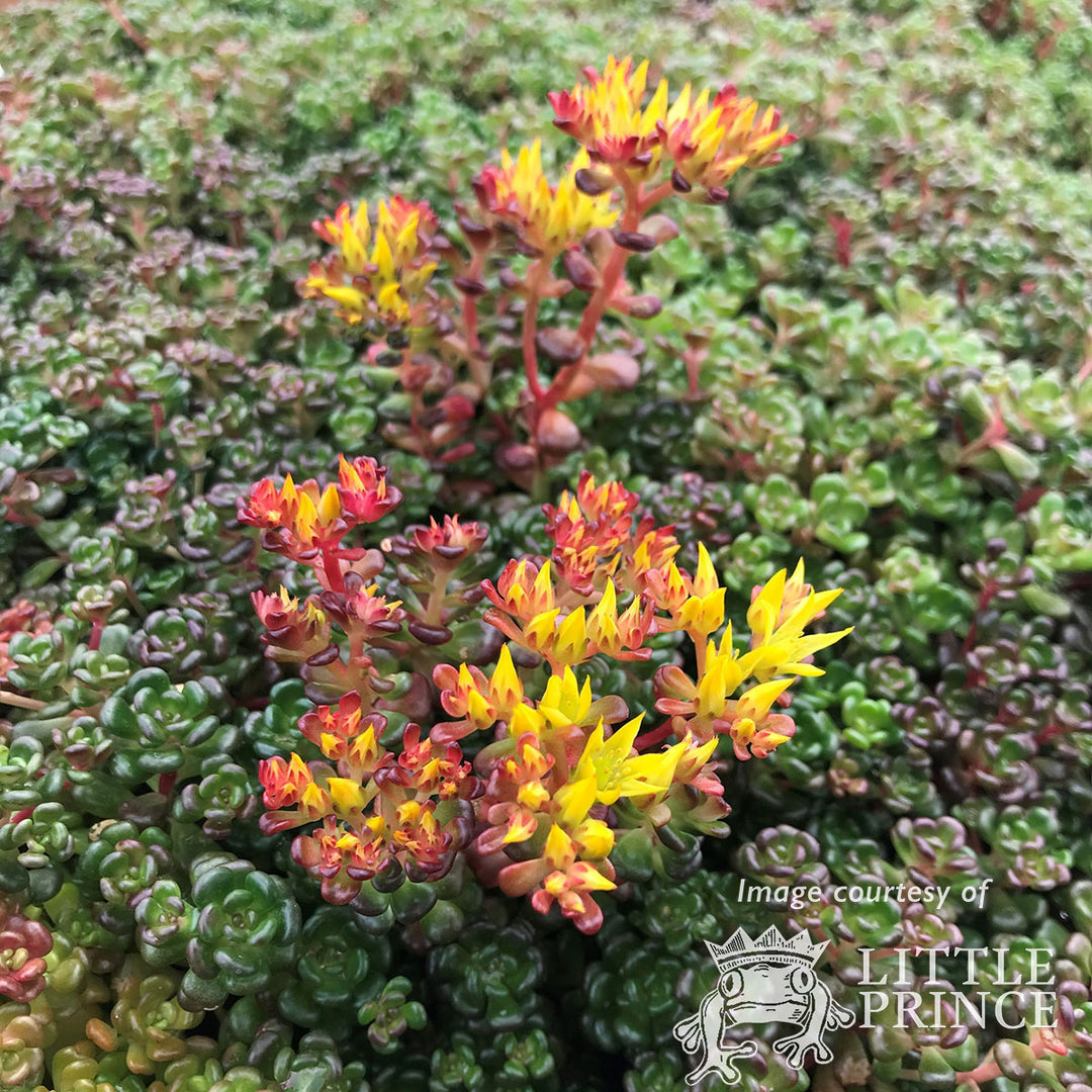 succulents oregon Sedum oreganum 4in Oregon Stonecrop