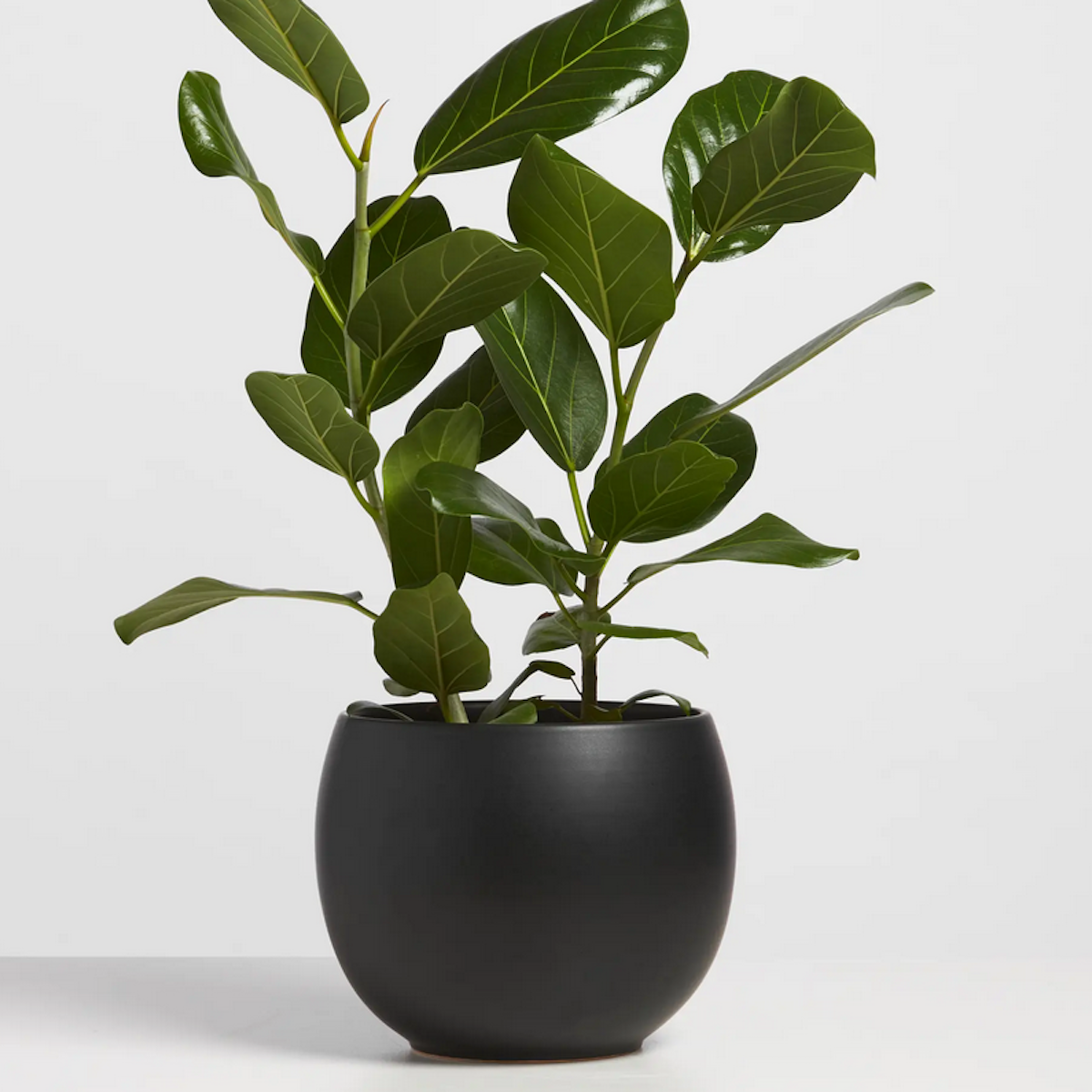 Peach&Pebble Sphere Planter 6in Black