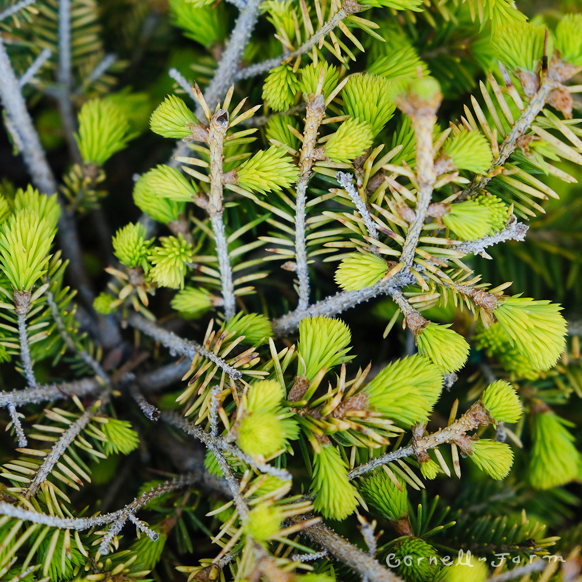 Picea abies Vermont Gold 1gal Norway Spruce