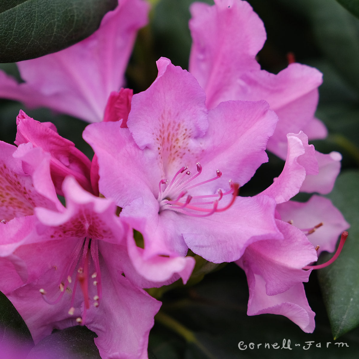 Rhododendron English Roseum 5gal
