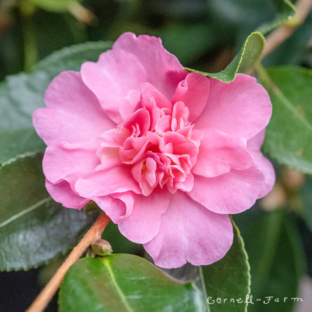 Camellia s. Showa-No-Sakae 5gal