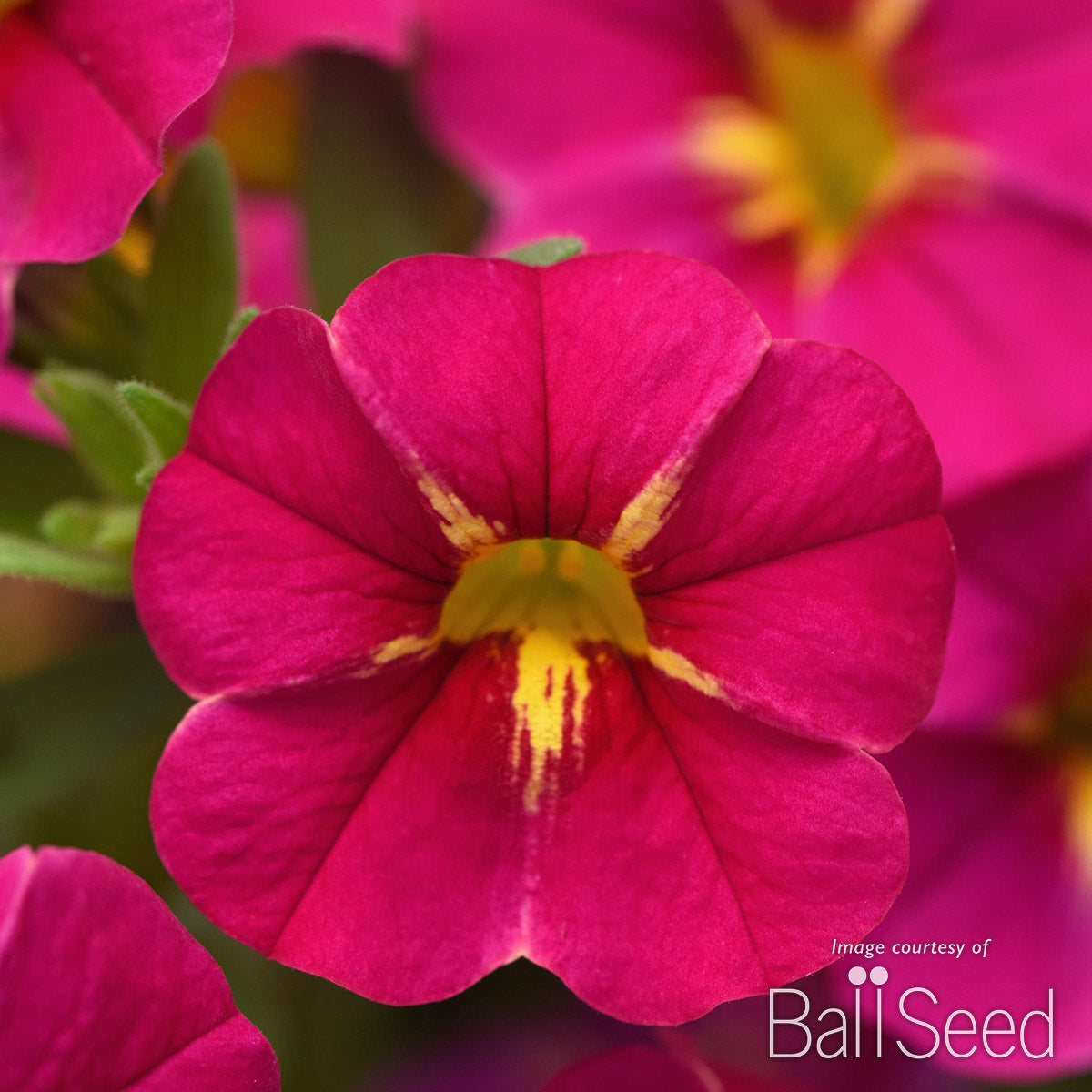 Calibrachoa Cha Cha Fuchsia 4.25in CF