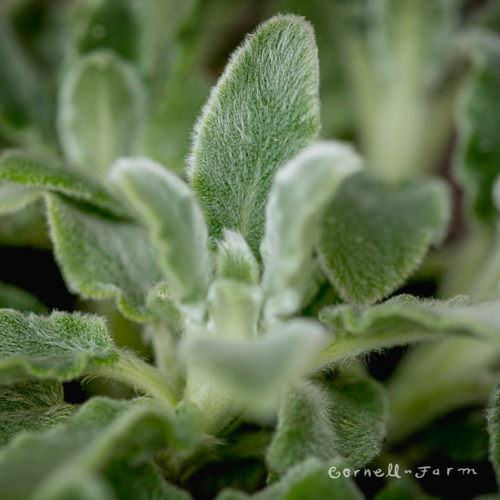 Stachys b. Silver Carpet