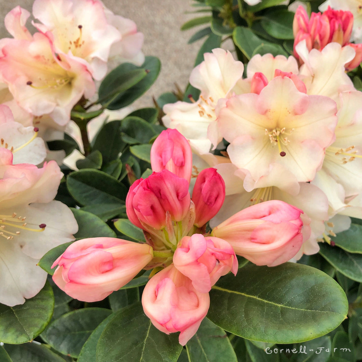 Rhododendron Unique 10gal