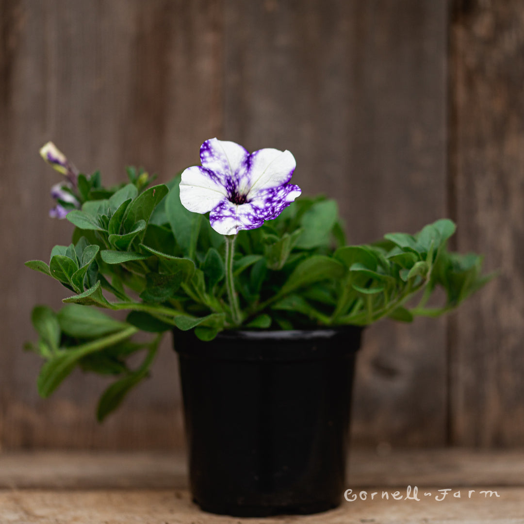 Petunia Night Sky Headliner 4.25in CF – Cornell Farm