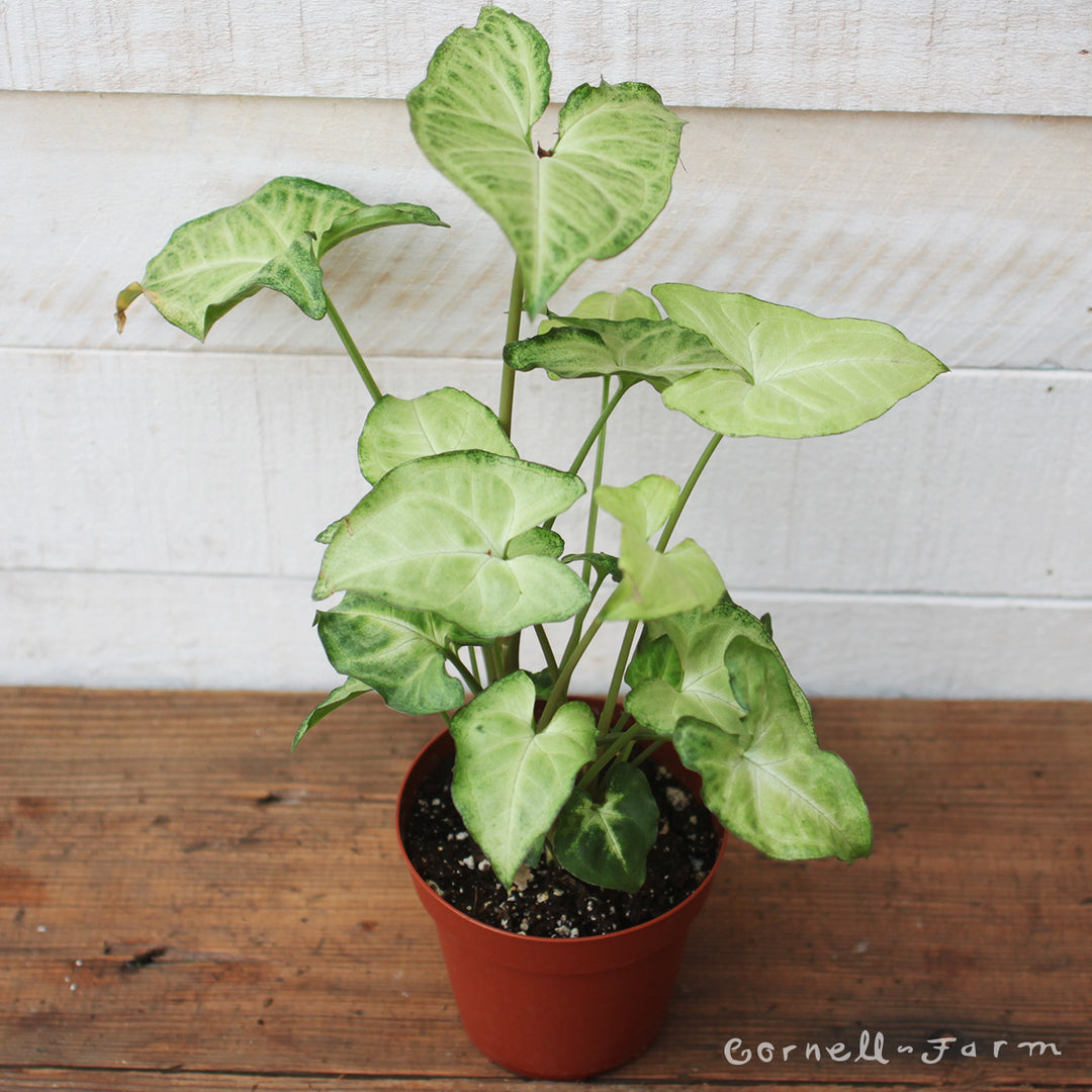 syngonium white butterfly variegata Syngonium podophyllum 4in White Butterfly – Cornell Farm