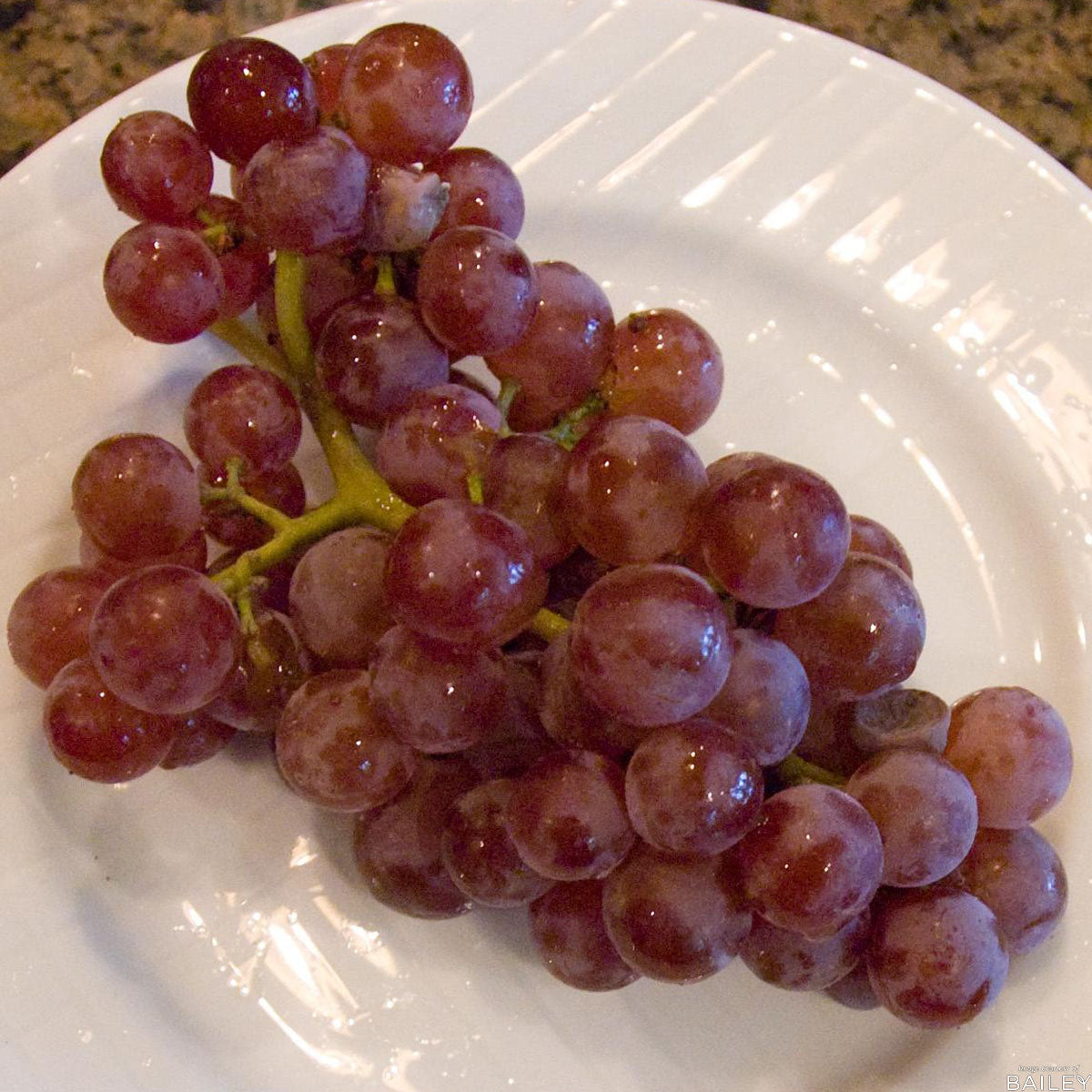 Grape Reliance Seedless 1gal Vitis Deep Red