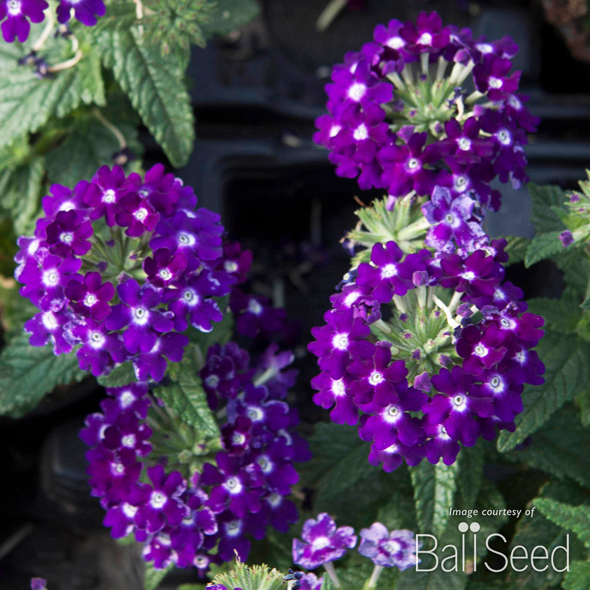 Verbena Lascar Dark Violet 4.25in CF