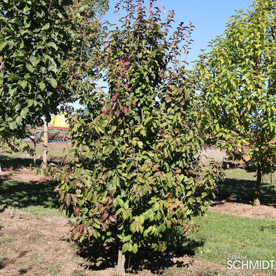 Parrotia persica Persian Spire 10gal