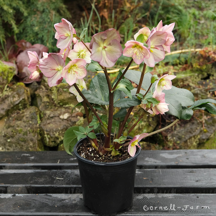 12.rose様 ec4de8cd6d8d3eb9a4c9f19263de98