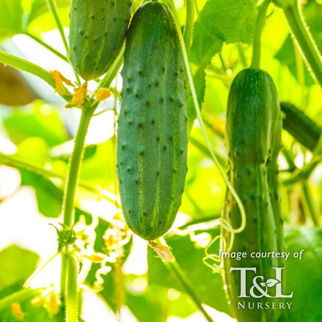 Cucumber Saladmore Bush Container 4in