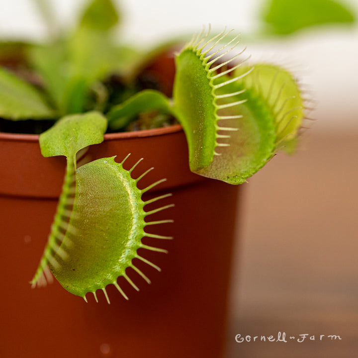 fly trap house plant Dionaea muscipula 3in Venus Fly Trap