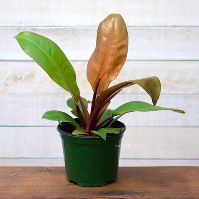 Philodendron Prince of Orange 6in