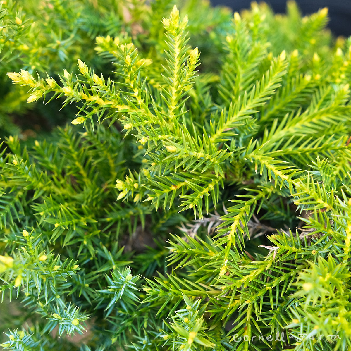 Juniperus Daub's Frosted 3gal – Cornell Farm