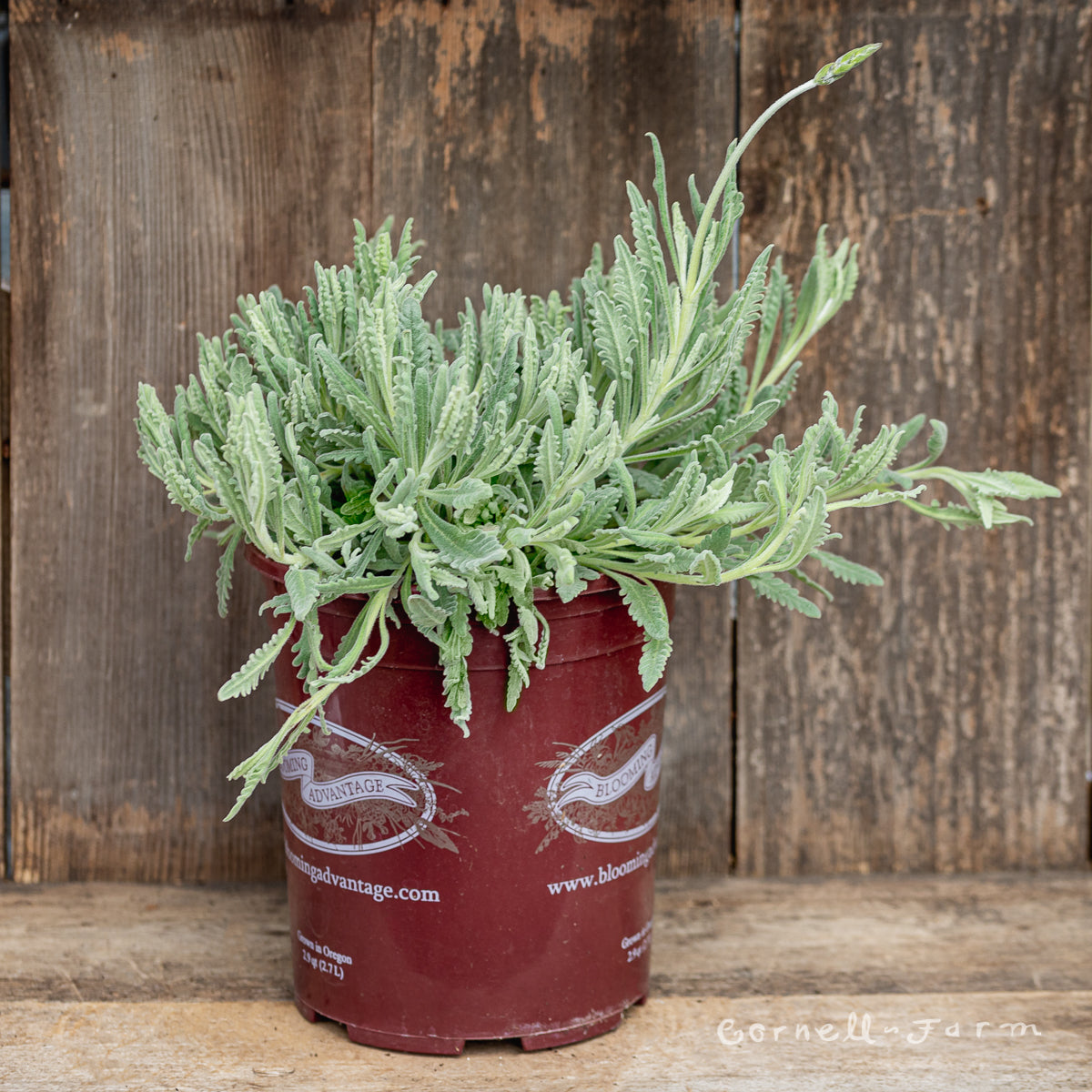 goodwin creek lavender plant Lavandula Goodwin Creek 1gal Lavender – Cornell Farm