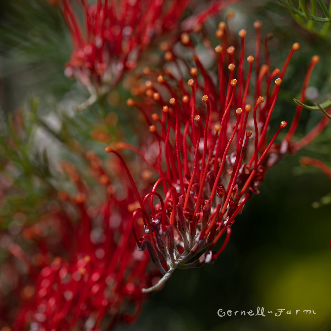 Grevillea King's Fire – Cornell Farm