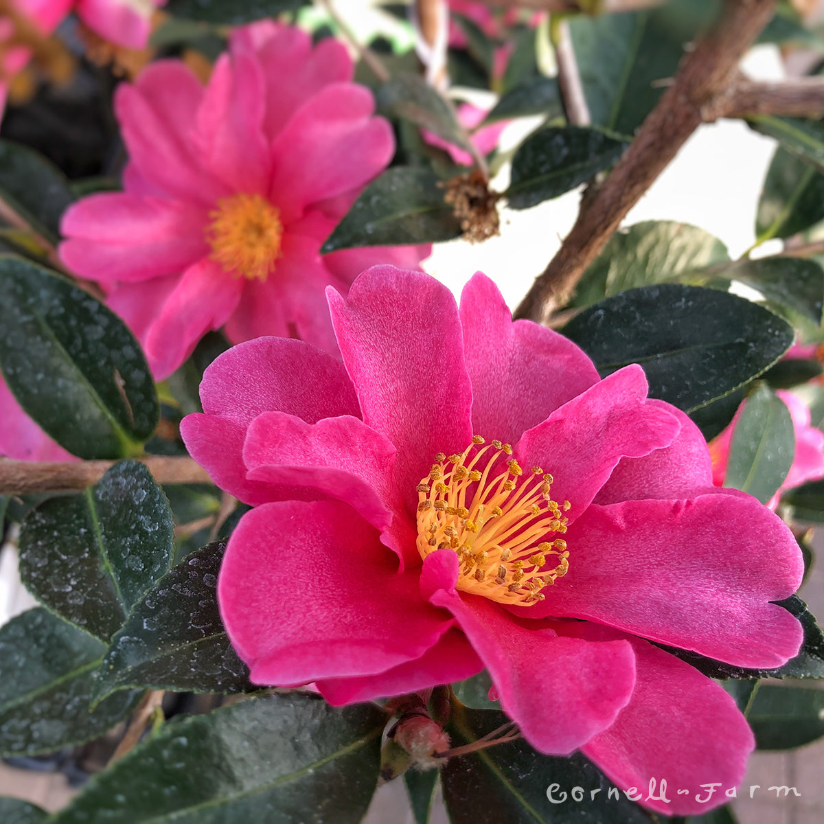 Camellia s. Kanjiro 5gal Trellis