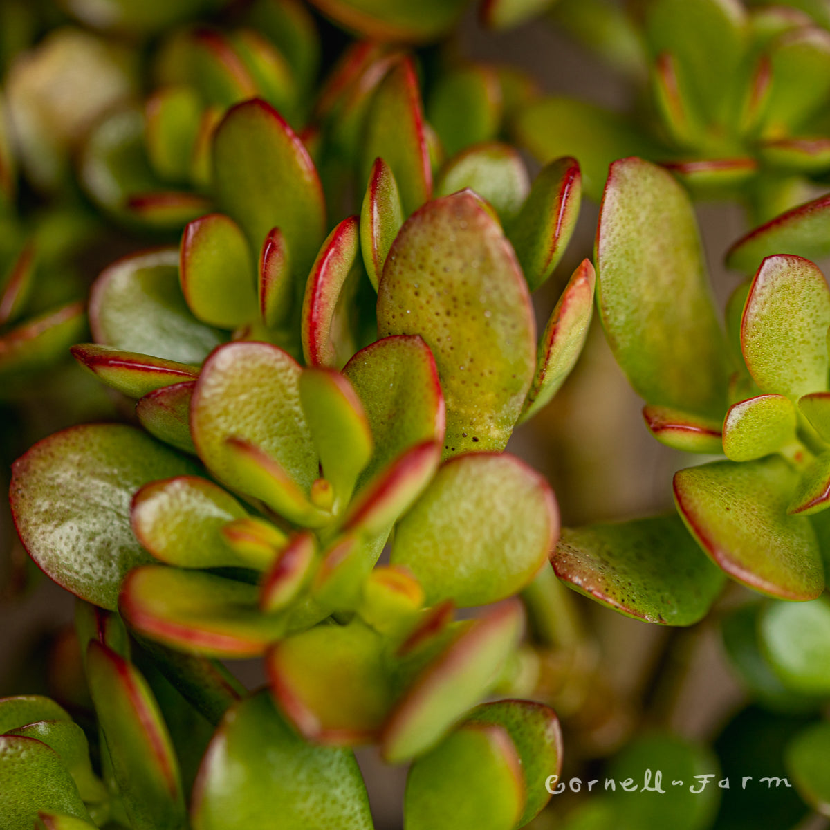 Crassula 4in Crosby Jade – Cornell Farm