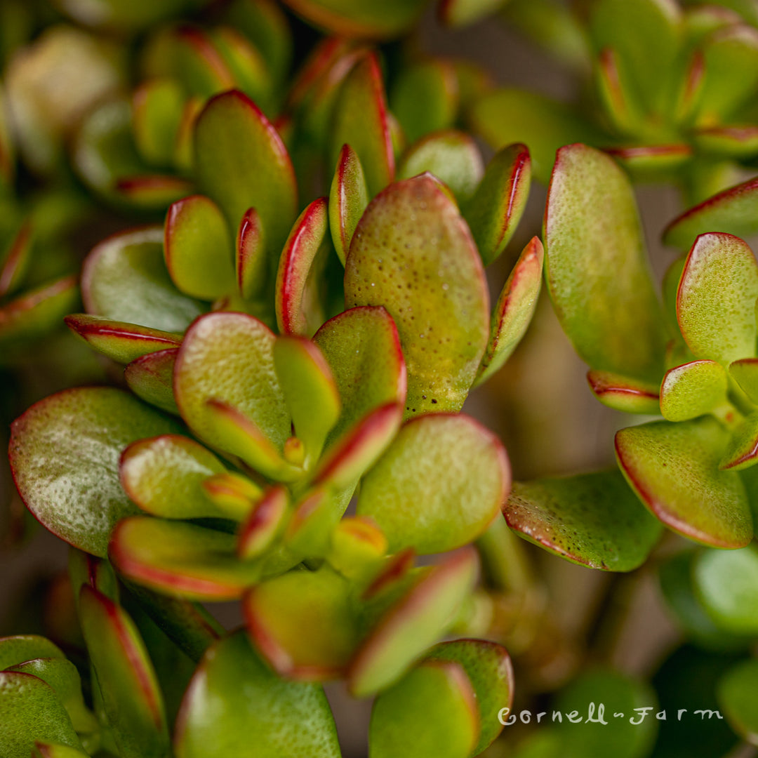 crosby red jade plant Crassula 4in Crosby Jade – Cornell Farm