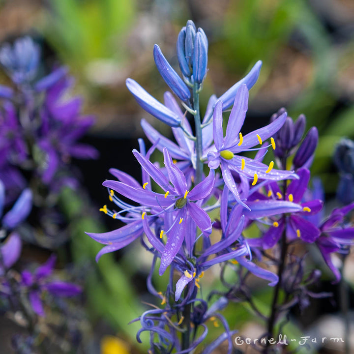 cancansa plant Camassia quamash 1gal. Camas – Cornell Farm