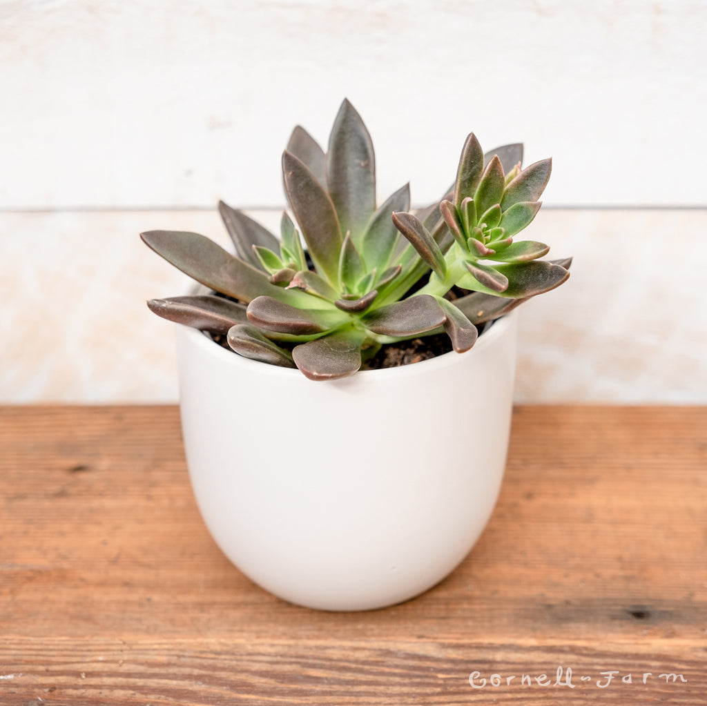 Echeveria、5点セットです(^-^) 多肉植物 エケベリア5点セットの通販 by junjun's shop｜ラクマ