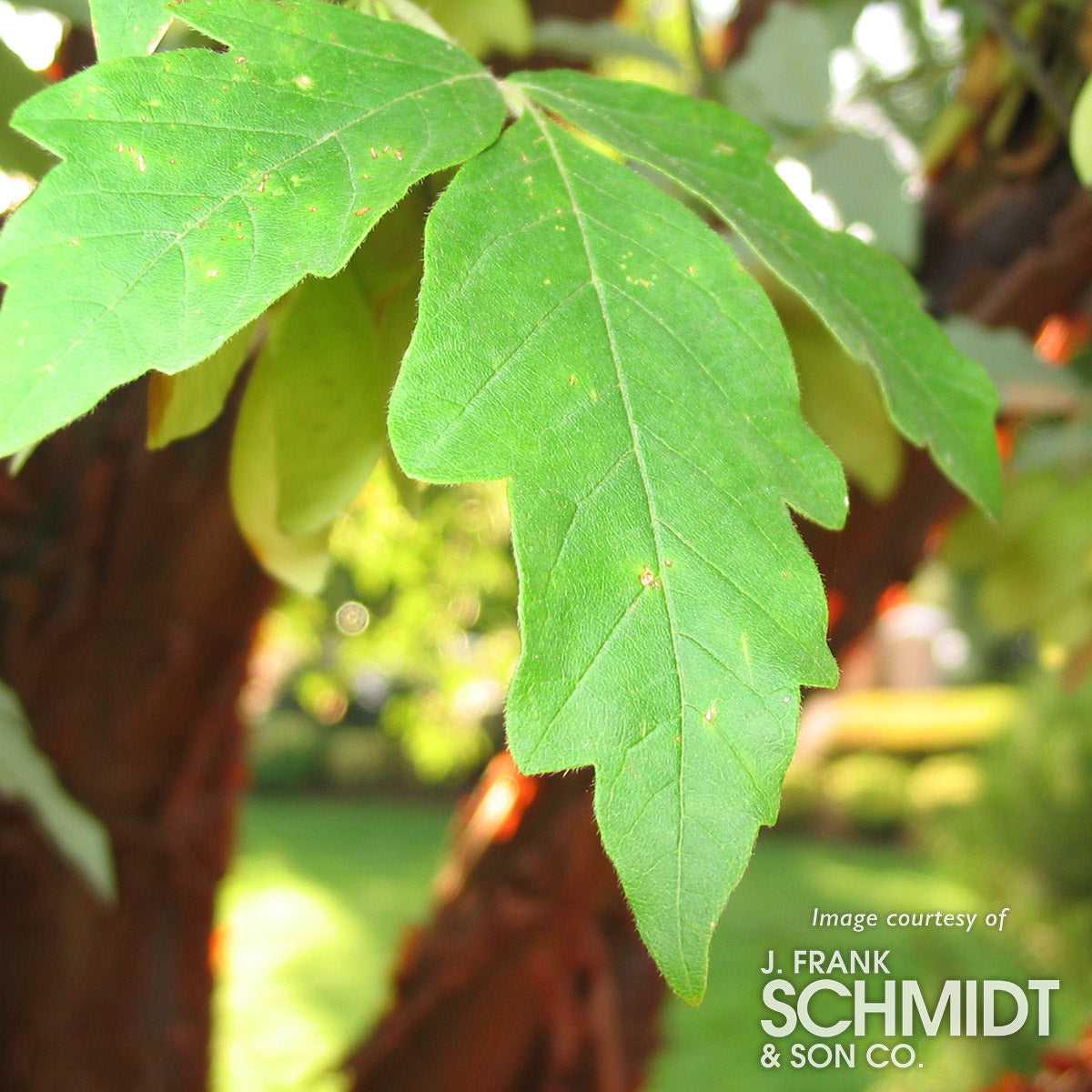 Acer griseum 1.25-1.5in. Paperbark Maple