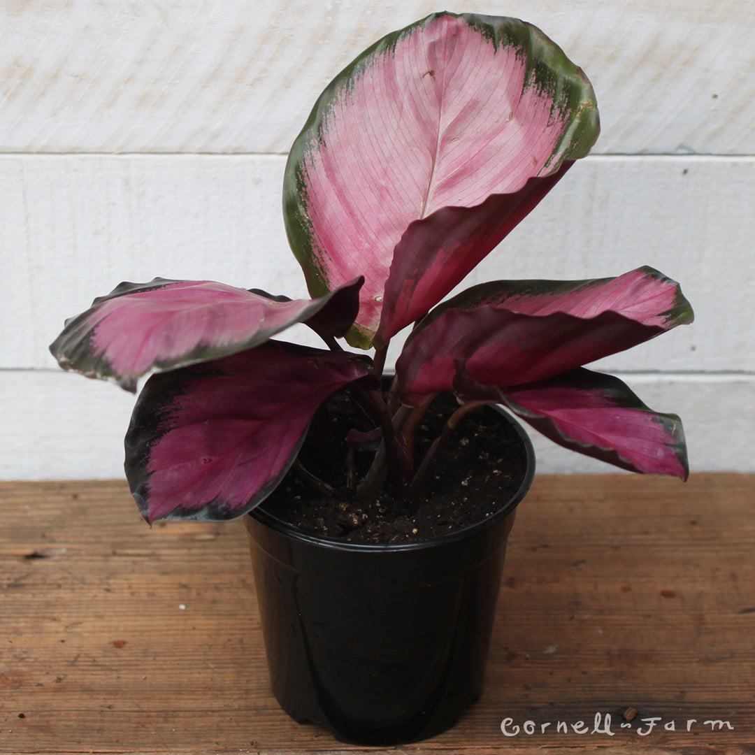 Calathea roseopicta 4in Rosy – Cornell Farm