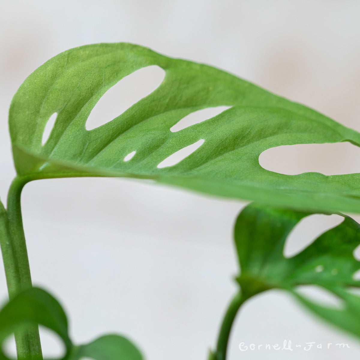 swiss cheese plant narrow form Monstera adansonii 4in Swiss Cheese Vine (Narrow form)