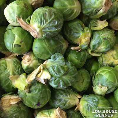 Brussels Sprouts Franklin Jumbo 6 pk