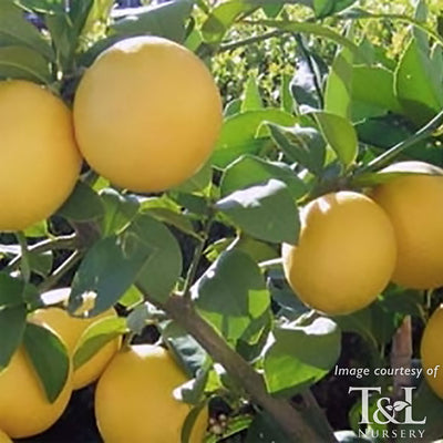 Citrus Improved Meyer Lemon 1gal
